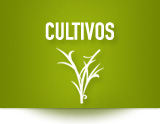 Cultivos